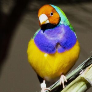 AVES