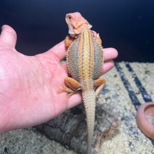 REPTILES