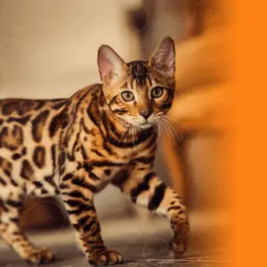GATOS